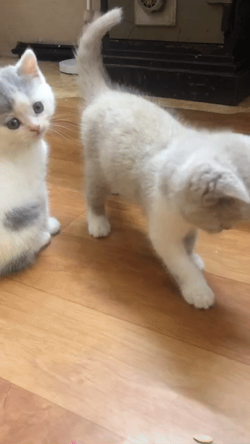 Mèo Anh lông ngắn 2 tháng tuổi Bi fawn, bicolor. Mua bán Mèo tại Quận Hai Bà Trưng Hà Nội được đăng bởi Duy Minh hình 1