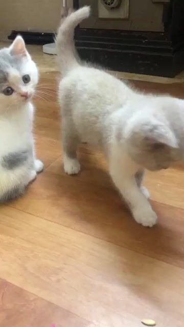Mèo Anh lông ngắn 2 tháng tuổi Bi fawn, bicolor. Mua bán Mèo tại Quận Hai Bà Trưng Hà Nội được đăng bởi Duy Minh hình 1