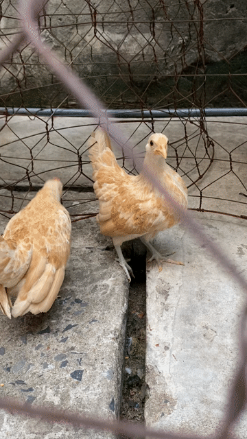 Gà vảy cá vàng. Mua bán Gà tại Quận Bình Tân Tp Hồ Chí Minh được đăng bởi An Tâm hình 1