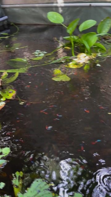 Cá cảnh Dumbo Red 7 màu vây lớn. Mua bán Thú cưng khác tại Huyện Bình Chánh Tp Hồ Chí Minh được đăng bởi pham the hien hình 1