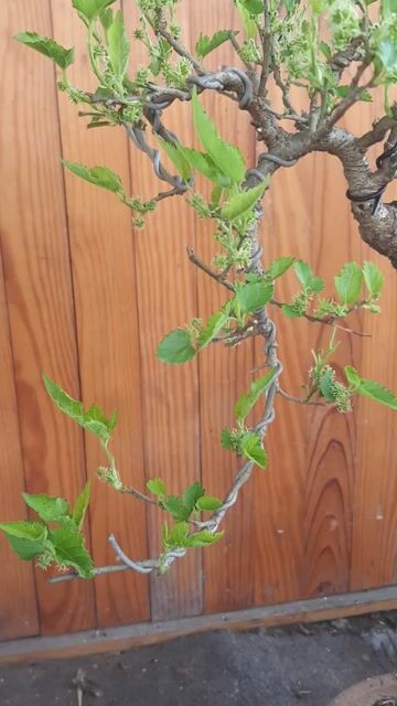 dâu siêu quả bonsai trái ngay tết. Mua bán Cây cảnh, đồ trang trí tại Quận Bình Tân Tp Hồ Chí Minh được đăng bởi tân hình 1