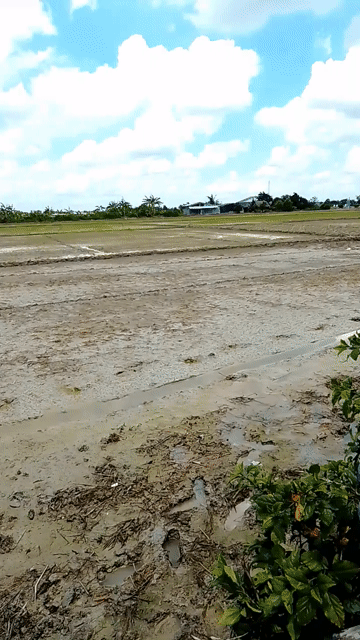 Mua bán Đất Huyện Tân Trụ Long An diện tích 2743.2 m² giá 790 triệu