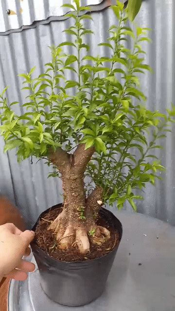 Mai chiếu thủy Kim nhị quý 20cm Sống khỏe. Mua bán Cây cảnh, đồ trang trí tại Quận 10 Tp Hồ Chí Minh được đăng bởi Thắng hình 1