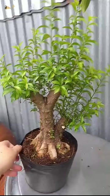 Mai chiếu thủy Kim nhị quý 20cm Sống khỏe. Mua bán Cây cảnh, đồ trang trí tại Quận 10 Tp Hồ Chí Minh được đăng bởi Thắng hình 1