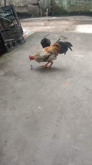 Gà tre bắc cọc trống,mái hơn 1 năm tuổi. Mua bán Gà tại Thị xã Bình Minh Vĩnh Long được đăng bởi Quang Phạm hình 1