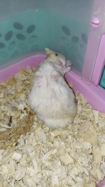 Chuột Hamster Winter White Trưởng thành màu Trắng. Mua bán Thú cưng khác tại Huyện Thống Nhất Đồng Nai được đăng bởi Ng Thủy hình 1