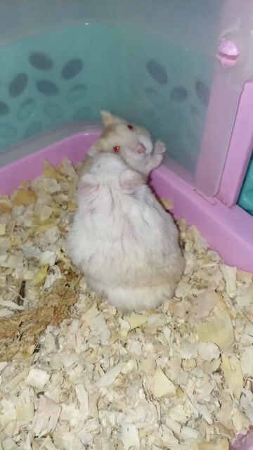 Chuột Hamster Winter White Trưởng thành màu Trắng. Mua bán Thú cưng khác tại Huyện Thống Nhất Đồng Nai được đăng bởi Ng Thủy hình 1