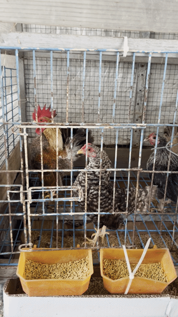 Gà cảnh 1 trống 3 mái khỏe mạnh. Mua bán Gà tại Quận Bình Tân Tp Hồ Chí Minh được đăng bởi Trần Giang hình 1