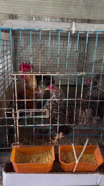 Gà cảnh 1 trống 3 mái khỏe mạnh. Mua bán Gà tại Quận Bình Tân Tp Hồ Chí Minh được đăng bởi Trần Giang hình 1