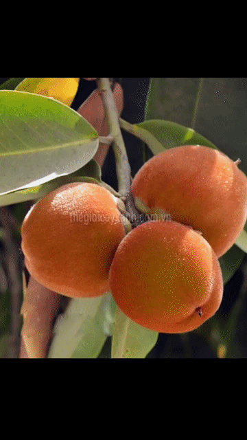 Cây cảnh Hồng nhung Xanh khỏe mạnh. Mua bán Cây cảnh, đồ trang trí tại Huyện Châu Thành Sóc Trăng được đăng bởi Sơn Lang hình 1