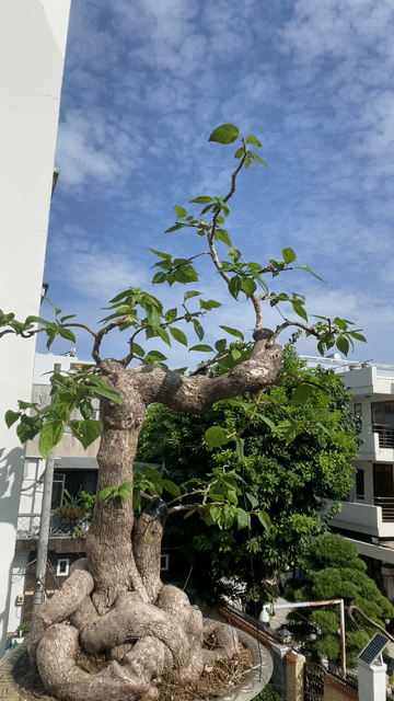 Hoa giấy bonsai màu Xác pháo, đầy đủ chi cành. Mua bán Cây cảnh, đồ trang trí tại Quận Bình Tân Tp Hồ Chí Minh được đăng bởi an phú hưng hình 1