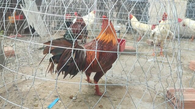 Gà Mỹ trống 3.1kg. Mua bán Gà tại Huyện Bình Chánh Tp Hồ Chí Minh được đăng bởi Trại gà tân tạo hình 1