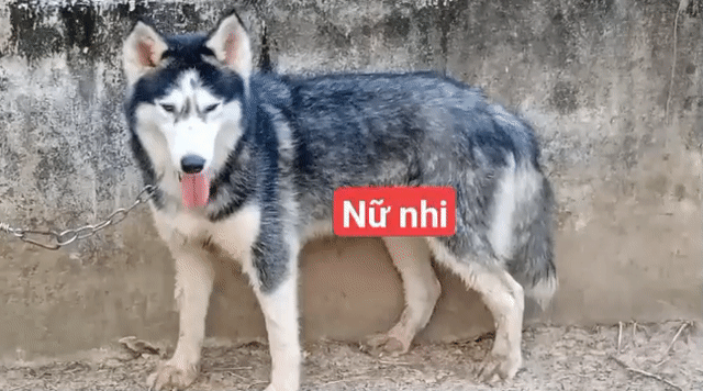 Chó Corgi Cái Đen trắng đã sinh sản. Mua bán Chó tại Thành phố Tây Ninh Tây Ninh được đăng bởi Nhân Rottweiler  hình 1