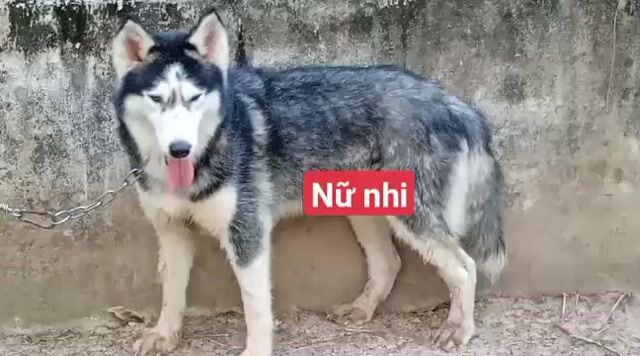Chó Corgi Cái Đen trắng đã sinh sản. Mua bán Chó tại Thành phố Tây Ninh Tây Ninh được đăng bởi Nhân Rottweiler  hình 1