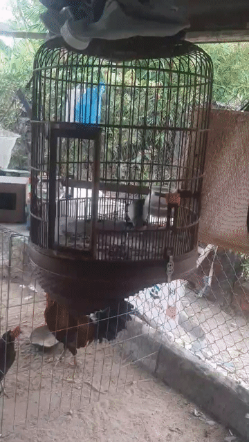 Chim Choè than Đen. Mua bán Chim tại Quận Ninh Kiều Cần Thơ được đăng bởi Kim Ngọc Hậu hình 1