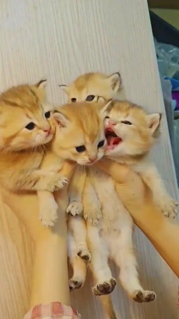 Mèo Golden NY12 Vàng mới sinh. Mua bán Mèo tại Quận Đống Đa Hà Nội được đăng bởi Nguyễn tiến duy hình 1