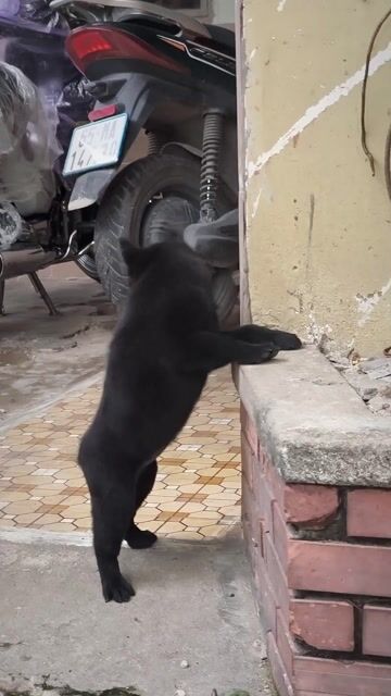 Chó Mông Cộc Đen Mực Lưỡi Gần Full Đen Chuẩn Giống. Mua bán Chó tại Quận Gò Vấp Tp Hồ Chí Minh được đăng bởi Shop SH Và Chó Cộc Sài Gòn hình 1