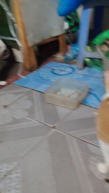 Mèo Cam trắng lông mềm mượt. Mua bán Mèo tại Quận Cầu Giấy Hà Nội được đăng bởi Thành Nguyên Kim hình 1