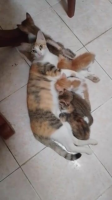 Mèo Tam thể cái. Mua bán Mèo tại Quận Gò Vấp Tp Hồ Chí Minh được đăng bởi Trần  hình 1