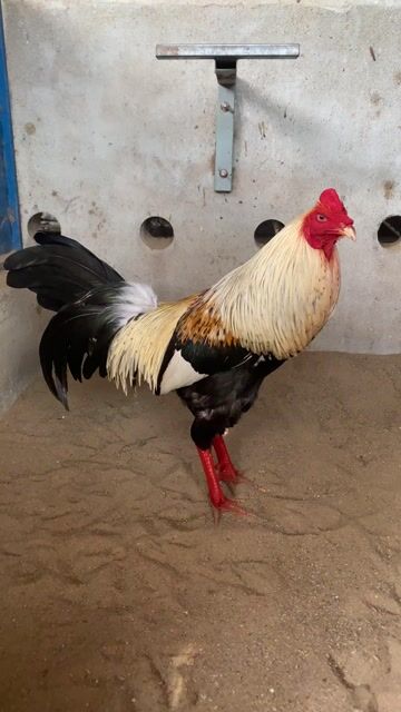 Gà Chuối 3.1kg chân Vàng. Mua bán Gà tại Huyện Thống Nhất Đồng Nai được đăng bởi Gà Cay hình 1