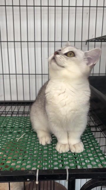 Mèo Munchkin đực 4 tháng đã tiêm. Mua bán Mèo tại Quận 4 Tp Hồ Chí Minh được đăng bởi Nguyễn Ngọc Ý hình 1