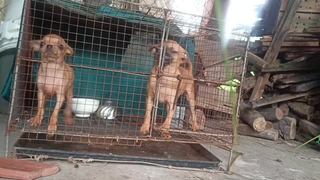 Chihuahua thuần cái 7 tháng đực 6 thánh đầu táo. Mua bán Chó tại Huyện Vĩnh Thuận Kiên Giang được đăng bởi Nam hình 1