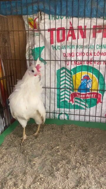 Gà Serama Trắng Mái Gà lứa. Mua bán Gà tại Huyện Thanh Trì Hà Nội được đăng bởi Nguyễn Đình Kiên hình 1