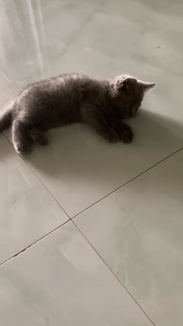 Mèo Anh lông dài chân ngắn Xám. Mua bán Mèo tại Quận Bắc Từ Liêm Hà Nội được đăng bởi dung nhi hình 1
