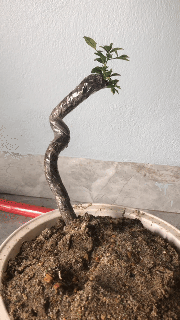 Cây cảnh Rễ muội trang trí bàn làm việc. Mua bán Cây cảnh, đồ trang trí tại Huyện Nông Cống Thanh Hóa được đăng bởi Lich dovan hình 1
