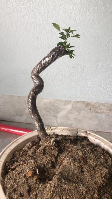 Cây cảnh Rễ muội trang trí bàn làm việc. Mua bán Cây cảnh, đồ trang trí tại Huyện Nông Cống Thanh Hóa được đăng bởi Lich dovan hình 1