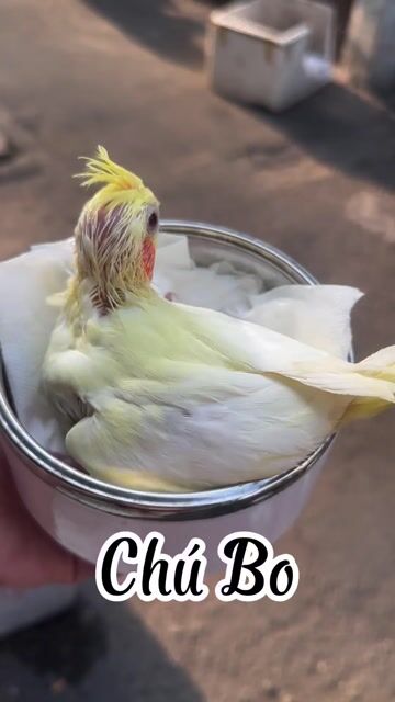 Vẹt Cockatiel Lutino Vàng nhạt. Mua bán Chim tại Quận Bình Thạnh Tp Hồ Chí Minh được đăng bởi Mẫn Bo hình 1