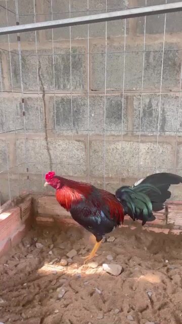 Que 1kg350 tơ zin. Mua bán Gà tại Huyện Chợ Gạo Tiền Giang được đăng bởi Minh Khoa hình 1