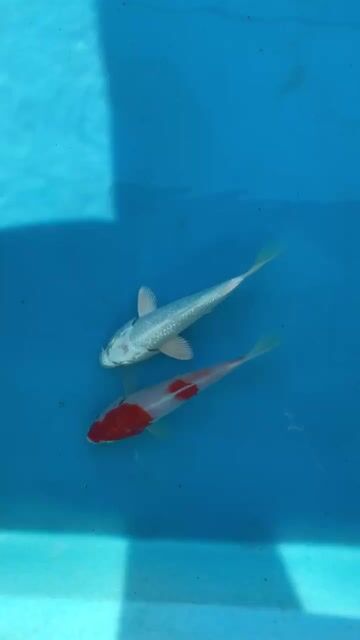 1 koi kohaku & platinum tosai. Mua bán Thú cưng khác tại Huyện Xuyên Mộc Bà Rịa - Vũng Tàu được đăng bởi Ichi Ban Betta hình 1