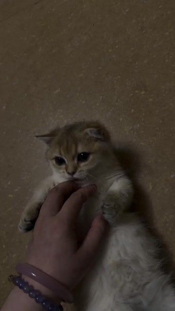 Mèo Golden NY11 chân lùn tai cụp vàng 1 mũi. Mua bán Mèo tại Thành phố Nha Trang Khánh Hòa được đăng bởi Thảo hình 1