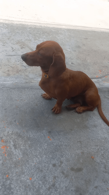 Chó Dachshund thân thiện. Mua bán Chó tại Thành phố Vũng Tàu Bà Rịa - Vũng Tàu được đăng bởi Nguyễn Văn Khiêm  hình 1