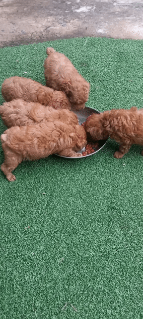 Chó Poodle Nâu Đực Cái Đã tiêm vacxin, sổ giun. Mua bán Chó tại Huyện Mỏ Cày Nam Bến Tre được đăng bởi Lethimyan hình 1