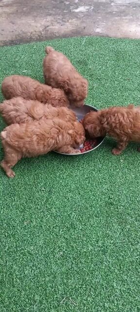 Chó Poodle Nâu Đực Cái Đã tiêm vacxin, sổ giun. Mua bán Chó tại Huyện Mỏ Cày Nam Bến Tre được đăng bởi Lethimyan hình 1
