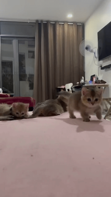 Mèo munchkin đực 01 tháng thuần chủng. Mua bán Mèo tại Thành phố Thủ Đức Tp Hồ Chí Minh được đăng bởi Nguyễn Thị Như Ngọc hình 1