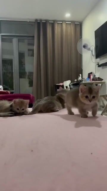 Mèo munchkin đực 01 tháng thuần chủng. Mua bán Mèo tại Thành phố Thủ Đức Tp Hồ Chí Minh được đăng bởi Nguyễn Thị Như Ngọc hình 1