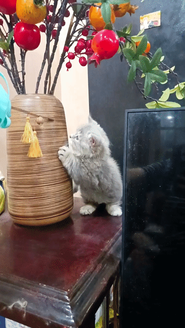 Mèo Munchkin cái Xám. Mua bán Mèo tại Quận Lê Chân Hải Phòng được đăng bởi Ching hình 1