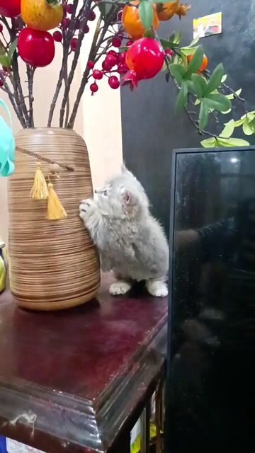 Mèo Munchkin cái Xám. Mua bán Mèo tại Quận Lê Chân Hải Phòng được đăng bởi Ching hình 1