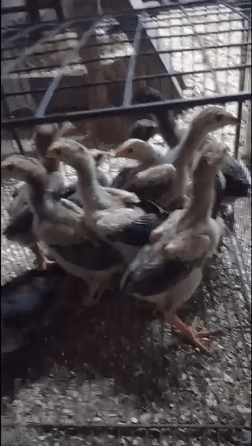 dòng ô cựa nhật nguyệt . Mua bán Gà tại Huyện Thường Tín Hà Nội được đăng bởi Đức Thiện hình 1