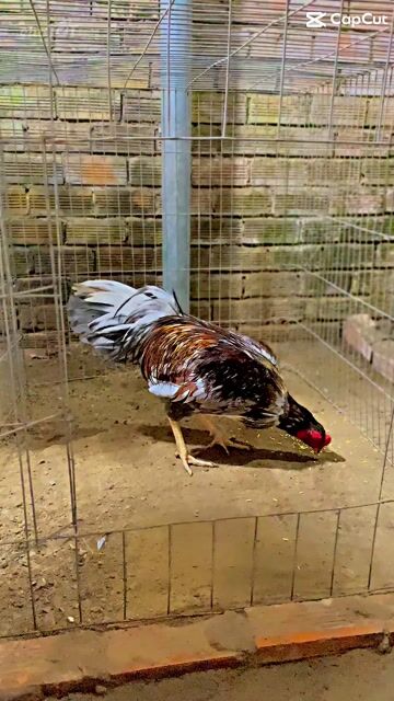 Gà chọi Xám Đực 2.65kg. Mua bán Gà tại Thành phố Biên Hòa Đồng Nai được đăng bởi huy hình 1