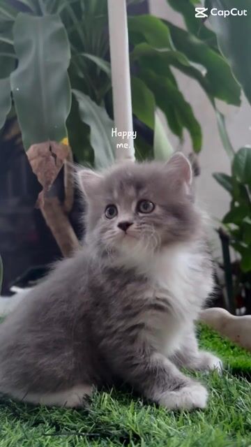 2 đồng 1 mớ buồn phiền-Chi thử 2tr tậu mèo xinh đi. Mua bán Mèo tại Huyện Hóc Môn Tp Hồ Chí Minh được đăng bởi SOLY HOME hình 1