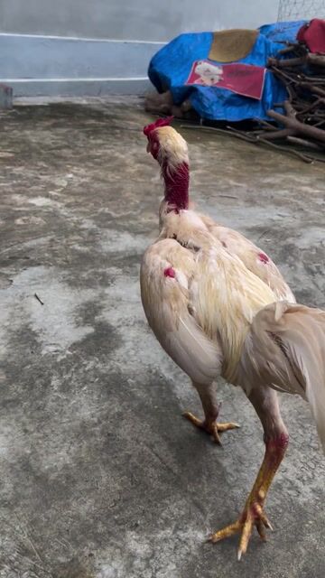 Nhạn. Mua bán Gà tại Quận Hà Đông Hà Nội được đăng bởi Hoàngg hình 1