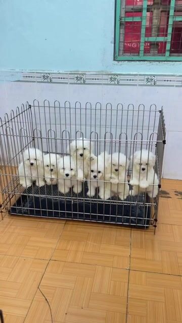 bichon sinh sản tại nhà hàng cao cấp. Mua bán Chó tại Quận Ngũ Hành Sơn Đà Nẵng được đăng bởi An Pet hình 1