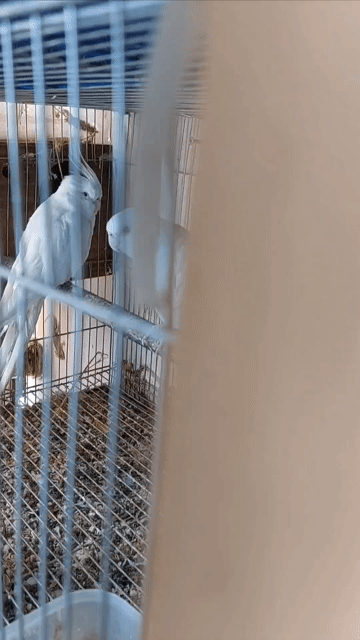 Cockatiel Trống mái Trắng tinh Mắt đỏ. Mua bán Chim tại Quận Tân Bình Tp Hồ Chí Minh được đăng bởi Trai Miền Tây hình 1