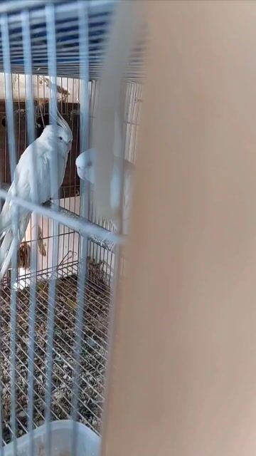 Cockatiel Trống mái Trắng tinh Mắt đỏ. Mua bán Chim tại Quận Tân Bình Tp Hồ Chí Minh được đăng bởi Trai Miền Tây hình 1