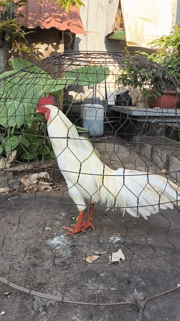 Gà Trắng 2kg4. Mua bán Gà tại Huyện Cẩm Mỹ Đồng Nai được đăng bởi Dũng  hình 1