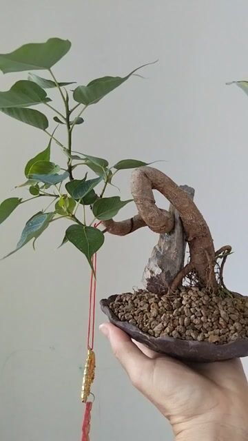 Cây Bồ đề chậu tàu mỏng. Mua bán Cây cảnh, đồ trang trí tại Huyện Cần Giuộc Long An được đăng bởi Cuong Minh hình 1